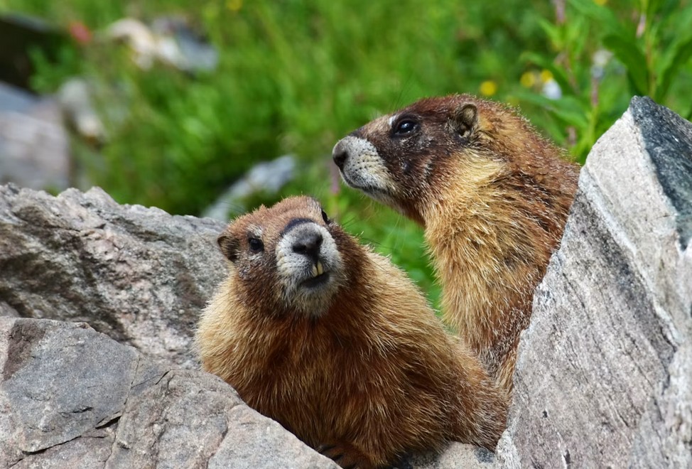 Les marmottes sont de retour